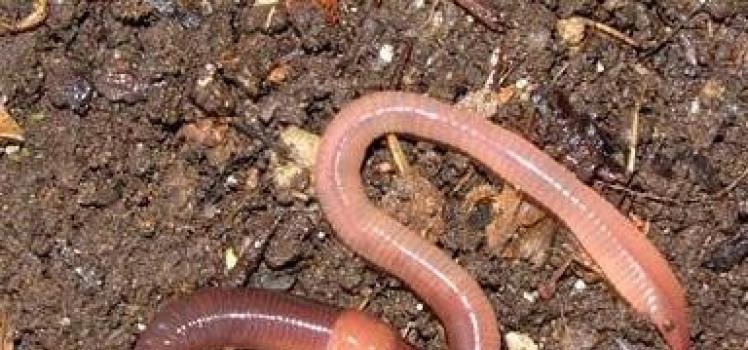 Кольчатые черви — описание, питание, размножение и классификация