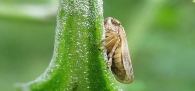 Leafhopper slobber - pennitsa (lat.