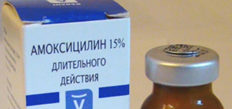 Amoxicillin (powder for solution for injection): instructions for use